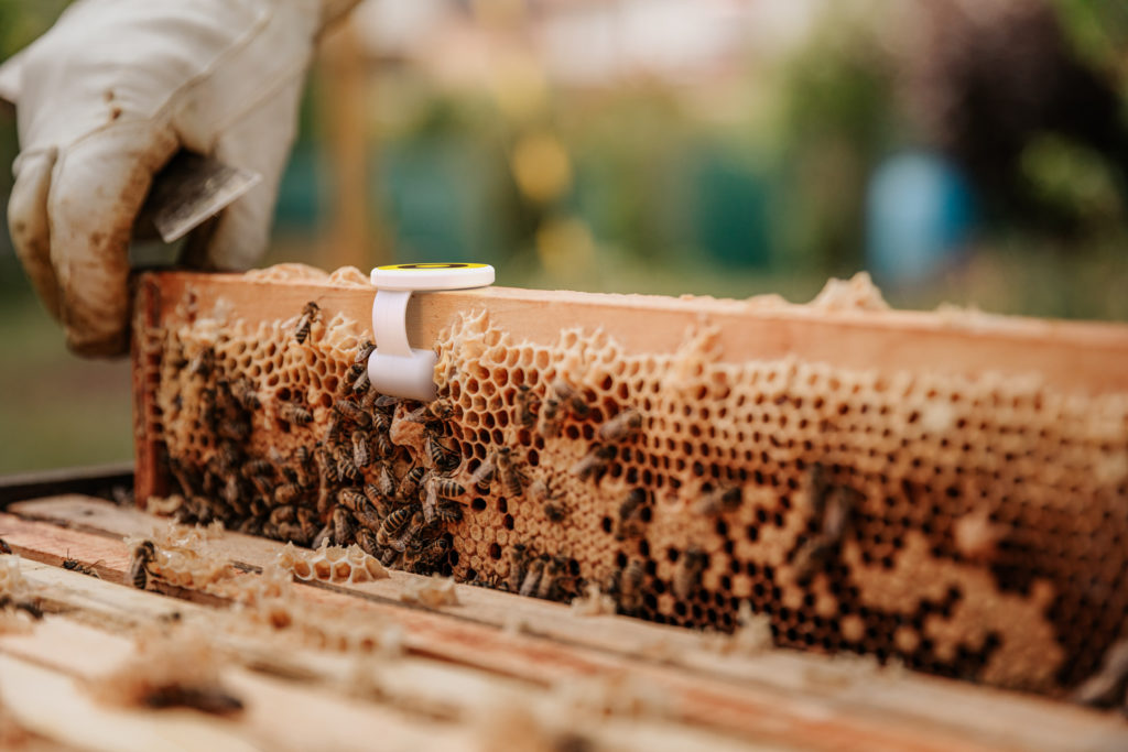 3D printed sensor case in a beehive